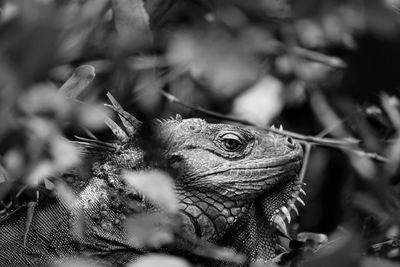 Close-up of lizard