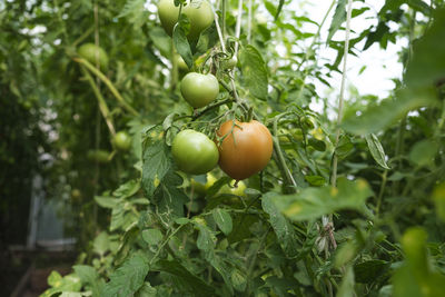 Close-up of fruits on tree