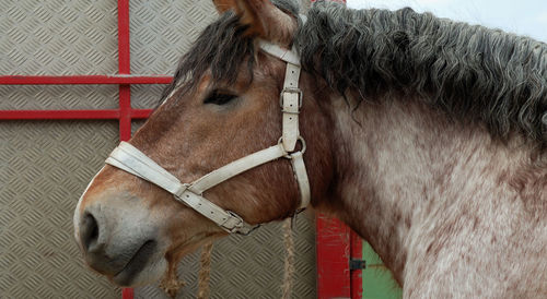 Close-up of horse