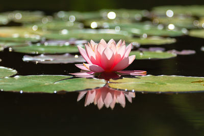 Close-up of lotus water lily in pond