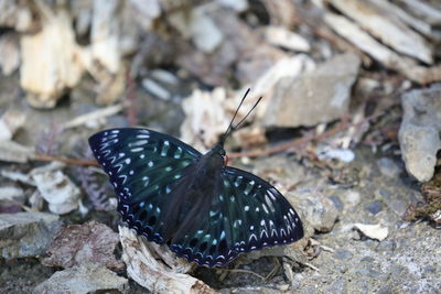 Close-up of butterfly perching on leaf