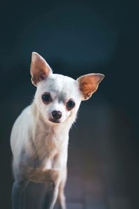 Portrait of cute dog