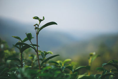 Close-up of plant growing on field against sky