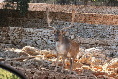 Deer standing by stone wall