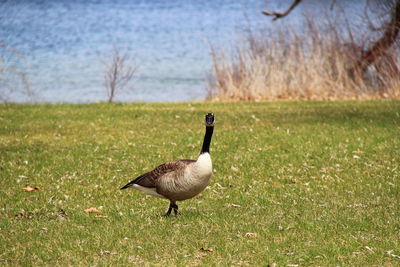 bird