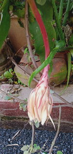 High angle view of pink potted plant in yard