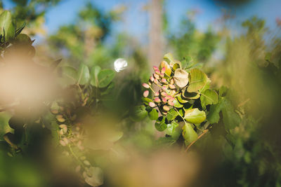 Close-up of flowering plant