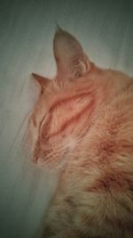 Close-up of cat sleeping