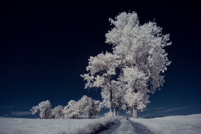 Trees on snow covered field against sky at night