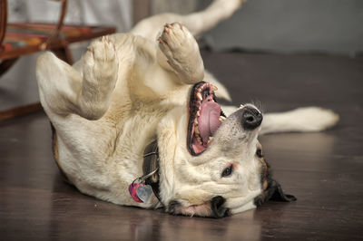 Close-up of a dog lying on floor