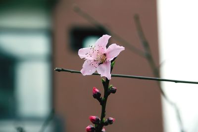 Close-up of pink flowers blooming outdoors