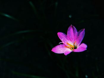 Close-up of flower blooming against black background