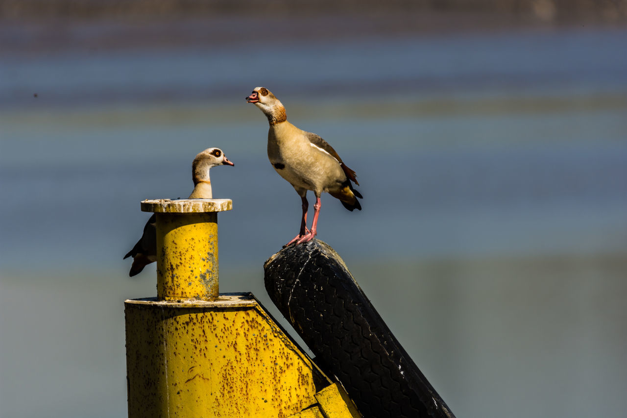 SEAGULL PERCHING ON A METAL