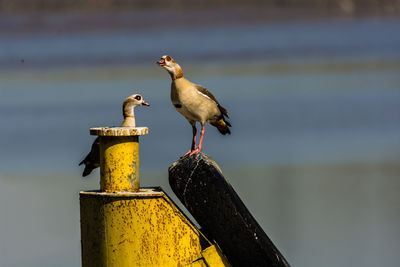 Seagull perching on a bird