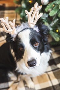 Close-up portrait of dog