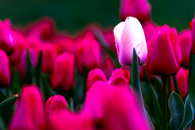 Close-up of purple flowers blooming outdoors