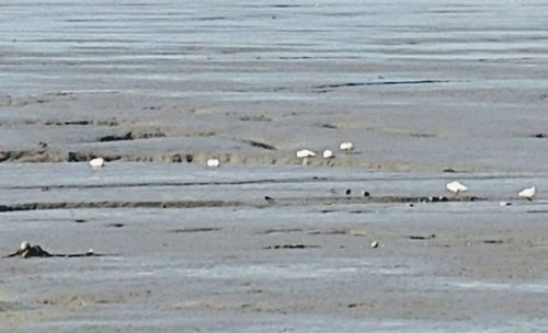 Flock of birds on beach