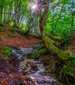 Stream flowing amidst trees in forest