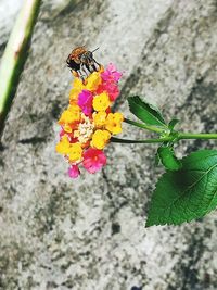 Close-up of butterfly on flower