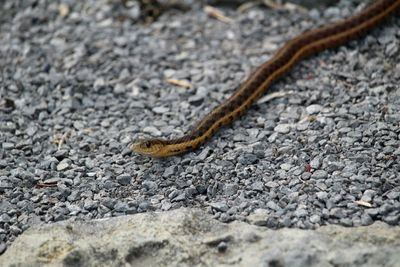 Close-up of a lizard