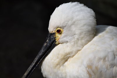 Close-up of a bird