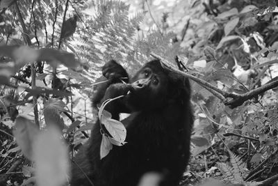 Monkeys in a forest