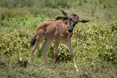 Blue wildebeest calf walks past tossing head