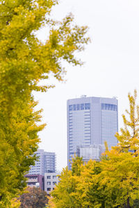 Trees in city during autumn