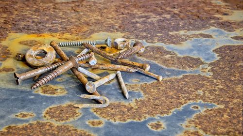 High angle view of starfish on beach