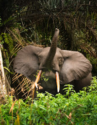 View of elephant eating in field