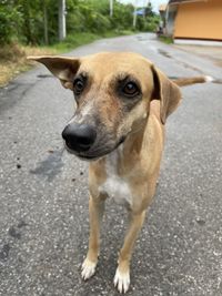 Portrait of dog lying on road