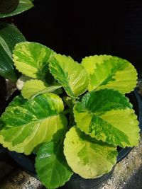 Close-up of fresh green leaf in water against black background