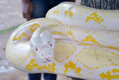 Close-up of python