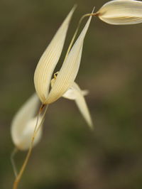 Close-up of white flowering plant