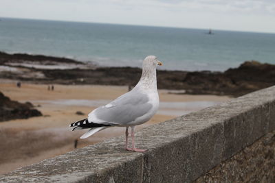 Seagull perching on retaining wall