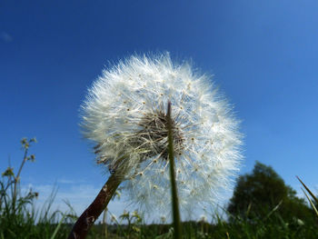 Close-up of dandelion against blue sky