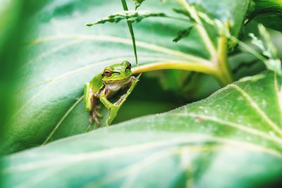 Green frog on leaves