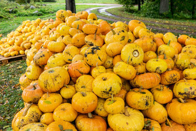 Colorful picture with yellow and orange pumpkins, pumpkin stack on wooden boards