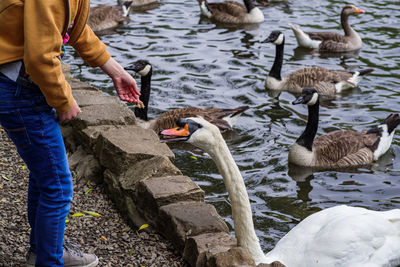 Low section of woman standing by swan by lake