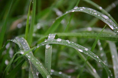 Waterdrops in grass