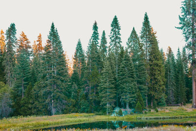 Pine trees in forest against sky