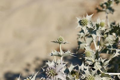 Close-up of white flowering plant