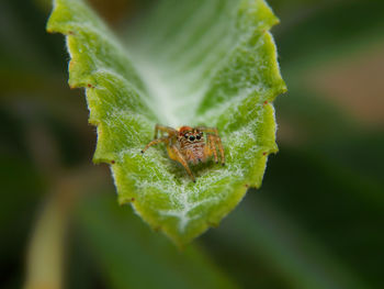 Close-up of insect on leaf