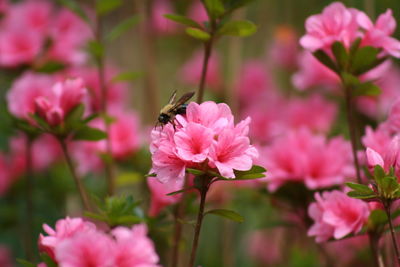 Close-up of bee pollinating on pink flower