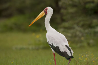 Close-up of bird perching on a field