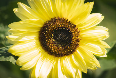 Close-up of yellow flower