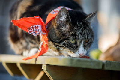 Close-up of a cute cat looking away