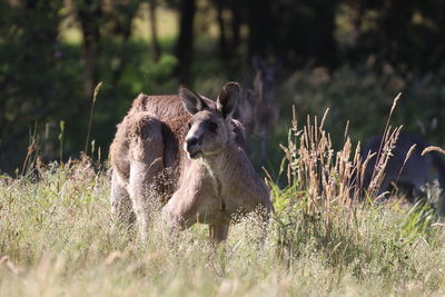 Close-up of deer on field
