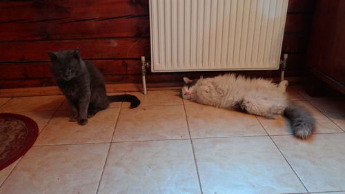 Cat resting at home