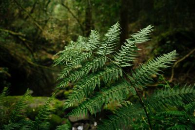 Close-up of fern leaves